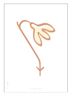 Vintergæk Hvid - Illustrationer