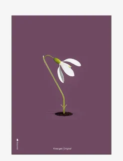 Vintergæk Lilla - Botanisk